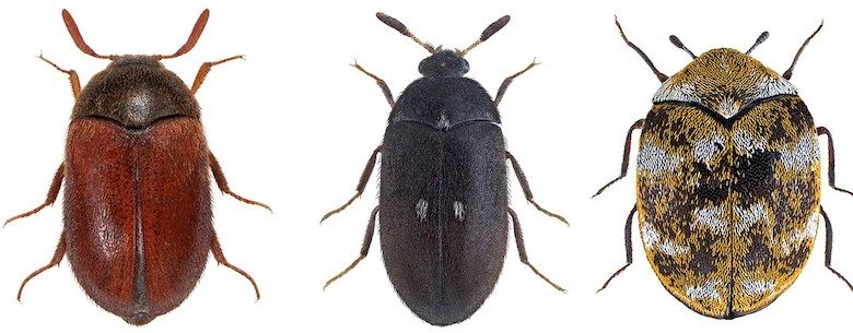 7 Most Common Bed Bug Lookalikes