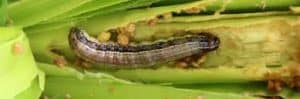 Forskere slår seg sammen for å kontrollere fall armyworms – Kenya News Agency