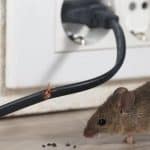 Har du en mus?  Skadedyrbekjempelsestiltakene dine kan også drepe rovfugler i nabolaget ditt.