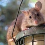 Råd om rotteproblemer for borettslag